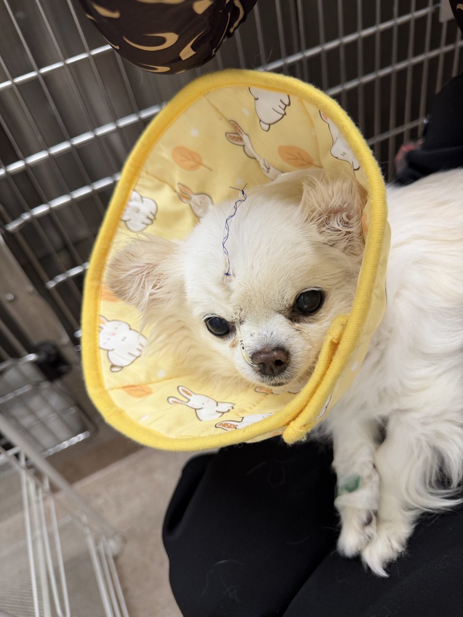 yumerio0906's tweet photo. 天使は回復して元気になってきました❤️‍🩹🐶 https://t.co/GtlmRvL74x