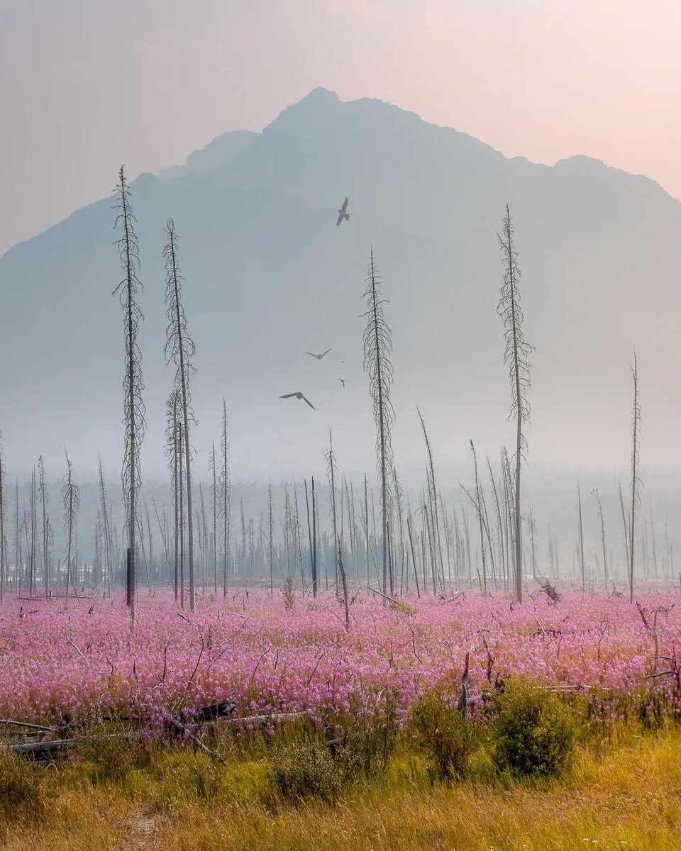danschyk's tweet photo. Field of fireweed https://t.co/8pgb6LPK7S