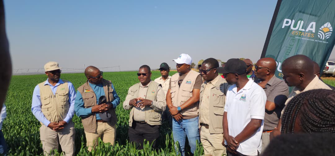 PoteDior's tweet photo. Wheat Field Day at Pula Estates, Barwick (Mazowe District), alongside the Permanent Secretary @obertjiri in the @MoLAFWRD_Zim , ARDA CEO, GMB CEO @BadaraiEdson , banks, farmers and other key stakeholders.

Together, we are strengthening partnerships, financing, quality input supply and market linkages to drive Zimbabwe’s transition from the Breadbasket of Africa to an Agro-Industrial Powerhouse.

We’re committed to delivering expert agronomy to boost productivity and food security.

#Wheat #Zimbabwe #Agriculture #FoodSecurity #AgroIndustrialisation