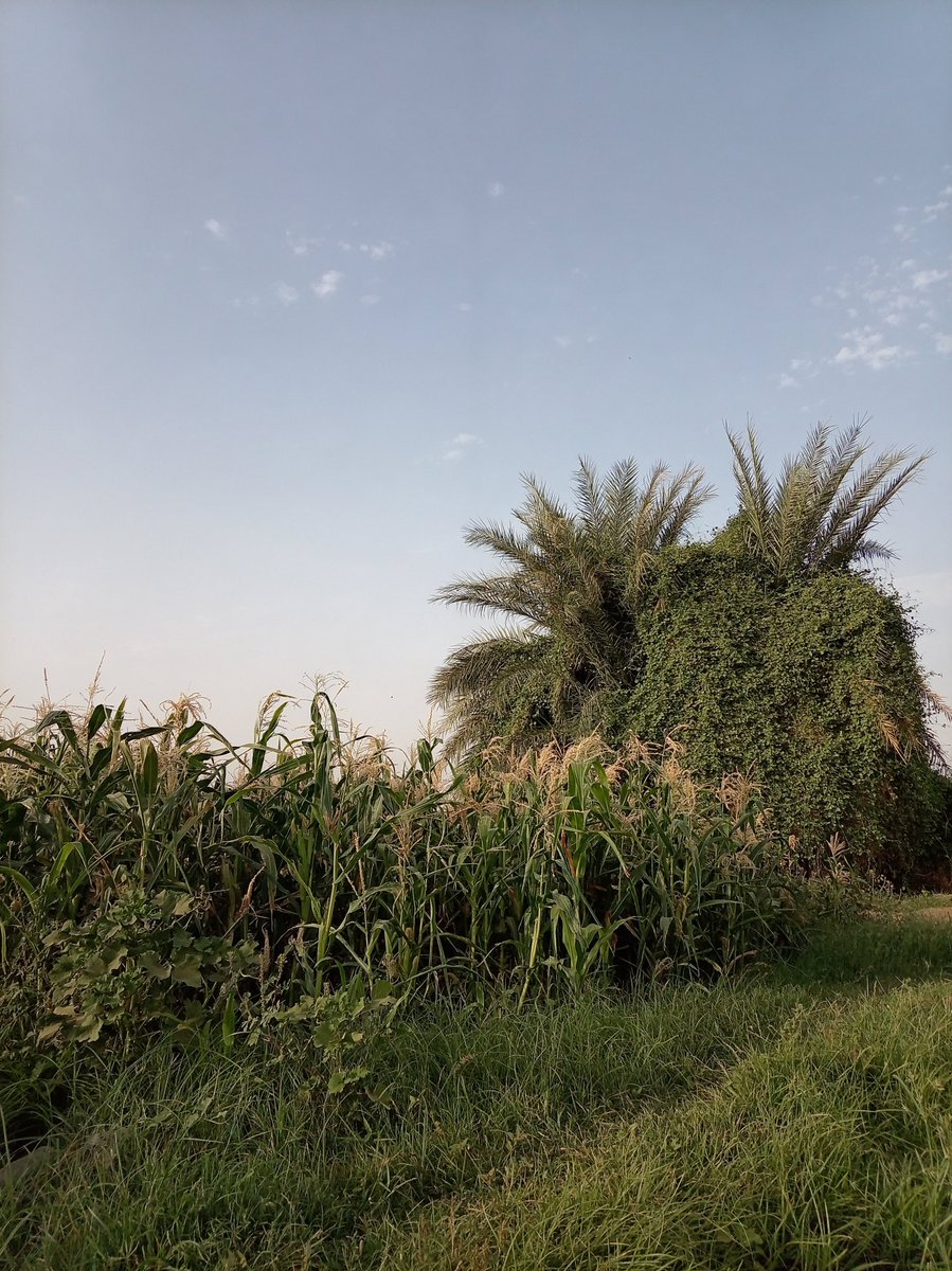 EB4738's tweet photo. حبيت أوثق الجمال دا🌹 https://t.co/LBGoJ9tov1