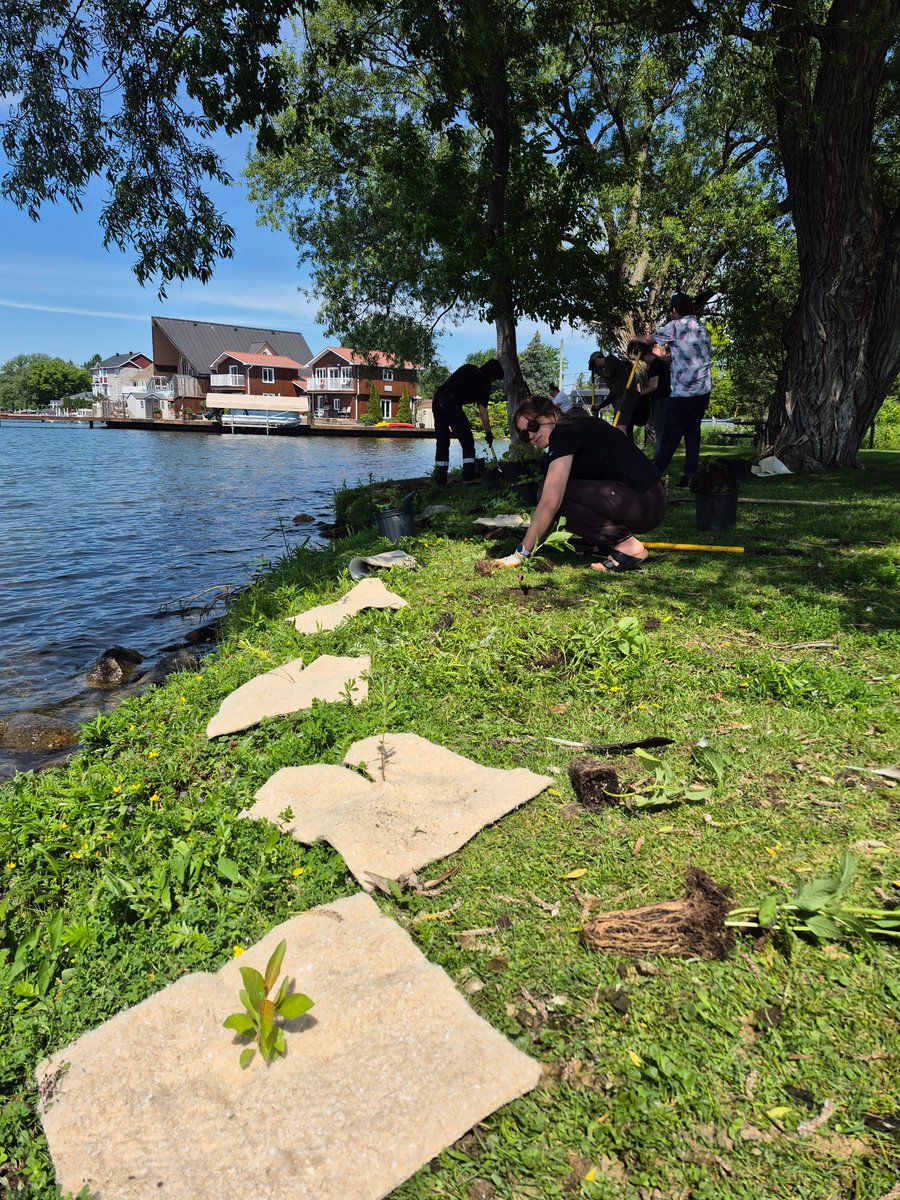 WatershedsCAN's tweet photo. Watersheds Canada and the Township of @SouthGlengarry worked in partnership to recently complete a shoreline restoration at Glen Walter Waterfront Park, ON! This project along the St. Lawrence River improved shoreline health by reducing erosion, protecting water quality, and improving wildlife habitat.

This project was made possible with funding from @TD_Canada Friends of the Environment Foundation, with support from volunteers and project partners.

Learn more: https://t.co/f8MxePootF