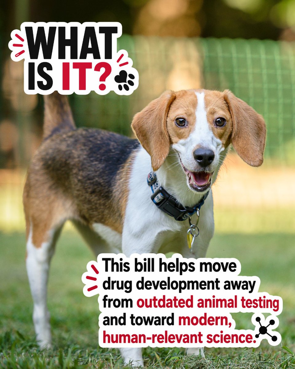 beaglefreedom's tweet photo. (1/2) 🎉 BIG NEWS! The U.S. House has passed the FDA Modernization Act 3.0, bringing us one step closer to replacing outdated animal testing with modern, human-relevant science. 🐶❤️ https://t.co/ai3mK2SWYL