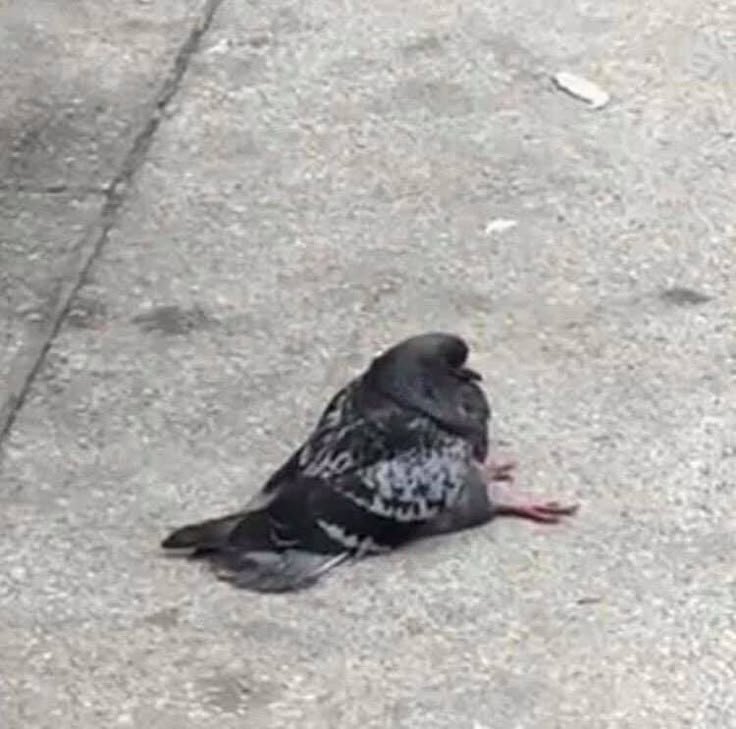 PigeonMasha_'s tweet photo. Been looking for more pigeon art, but there are way too many that depict sitting pigeons 🫩 Like no, I don't want to display an art of a bird that's about to die. 

I think I may have found it cute if I never got to learn about pigeons. Now I find it sad and disturbing https://t.co/3pUYpTIqvW