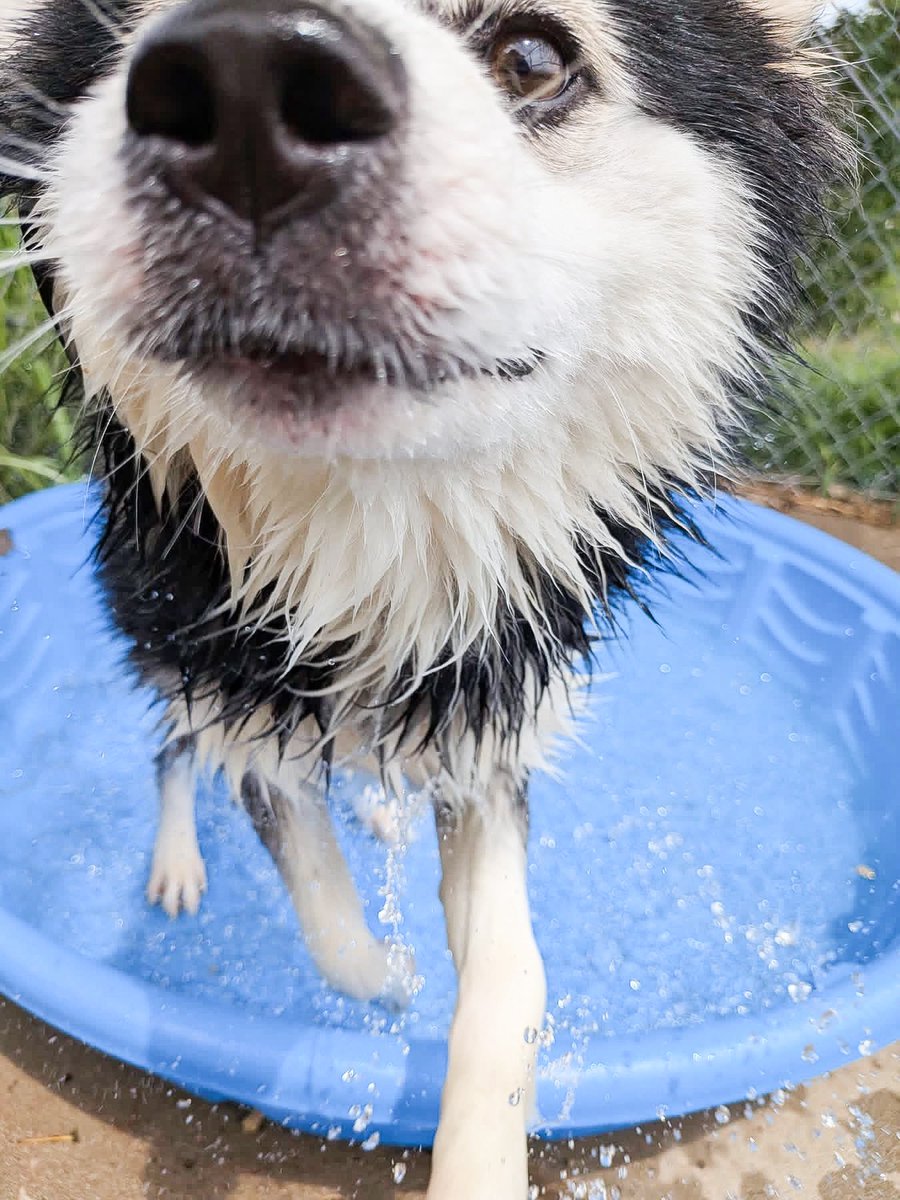 okhumane tweet picture