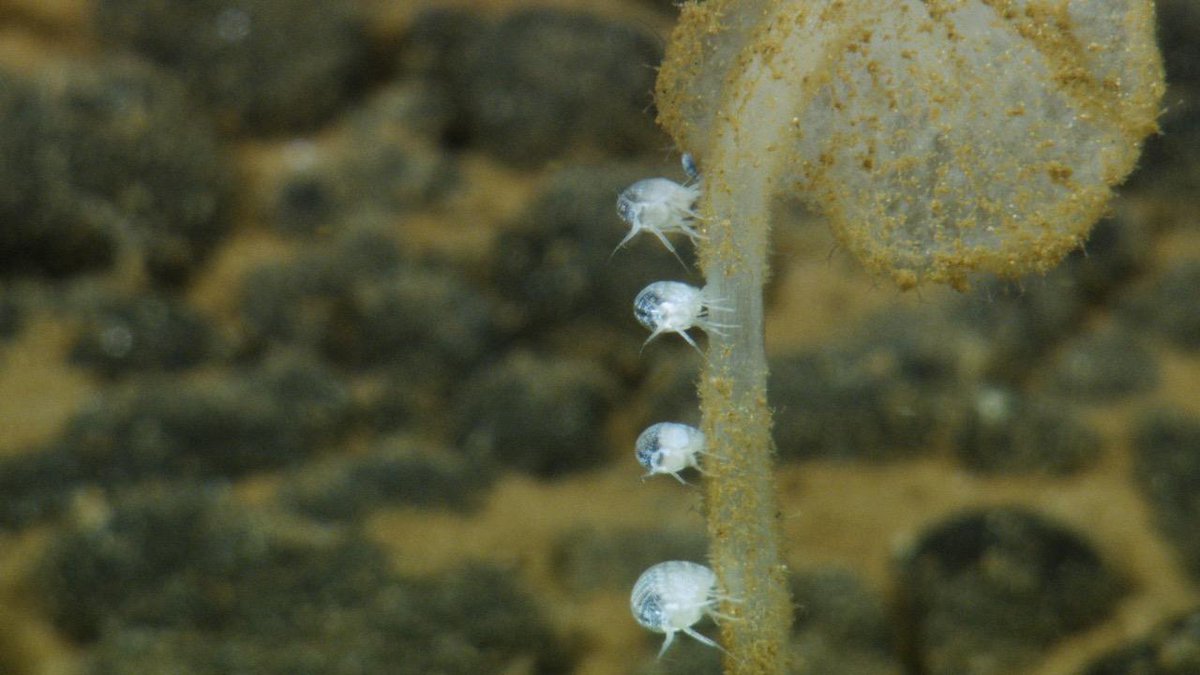 oceanexplorer's tweet photo. Time for an #Okeanos dive! Today we’ll be exploring a seamount along the border of the Cook Islands &amp; American Samoa. starting at 2,900 m (1.8 mi) depth.

Seafloor ETA: 10 am CKT/4 pm EDT

Watch LIVE: https://t.co/2nkP2gZZis

[📸: Ocean Exploration Trust, DeepSea.] https://t.co/XDA5vv8TH4