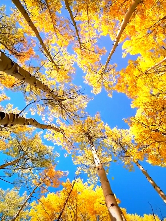 poiu3069's tweet photo. Come join our campus photography club's "Autumn Leaves Walk" this Sat 10am at North Lake! Snap crisp fall shots, make new friends u0026 grab free coffee at the end. Sign up via link in bio! https://t.co/HTO8toPBkR