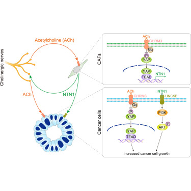 Cancer_Cell's tweet photo. Online Now: A self-amplifying nerve-fibroblast circuit drives colorectal cancer progression https://t.co/pUBP6q29lK https://t.co/hNVINkPeKF