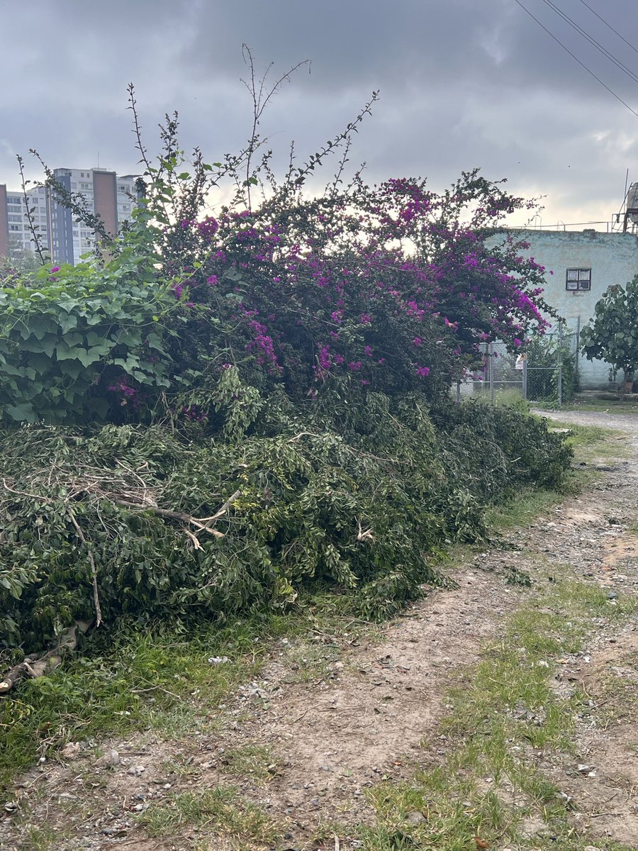 grbycrls's tweet photo. Nuevamente creen que la calle es su basurero, vinieron a dejar ramas de una poda sobra la calle, nos podrían apoyar con su recolección por favor. 🙏🏼
@Linea_Zapopan @MovilidadZap https://t.co/SphcRt8BT8