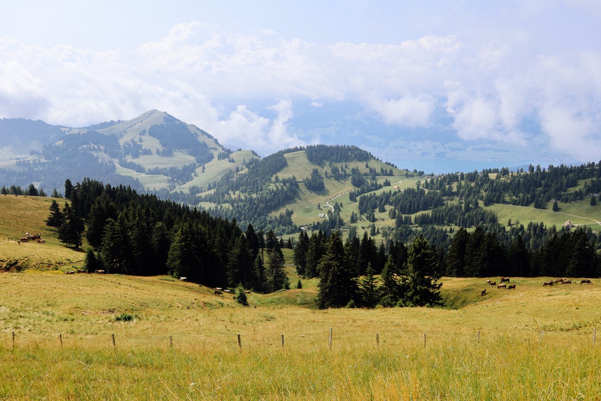 systole_'s tweet photo. I found a hill I am willing to die on https://t.co/FZVyPUXmPq
