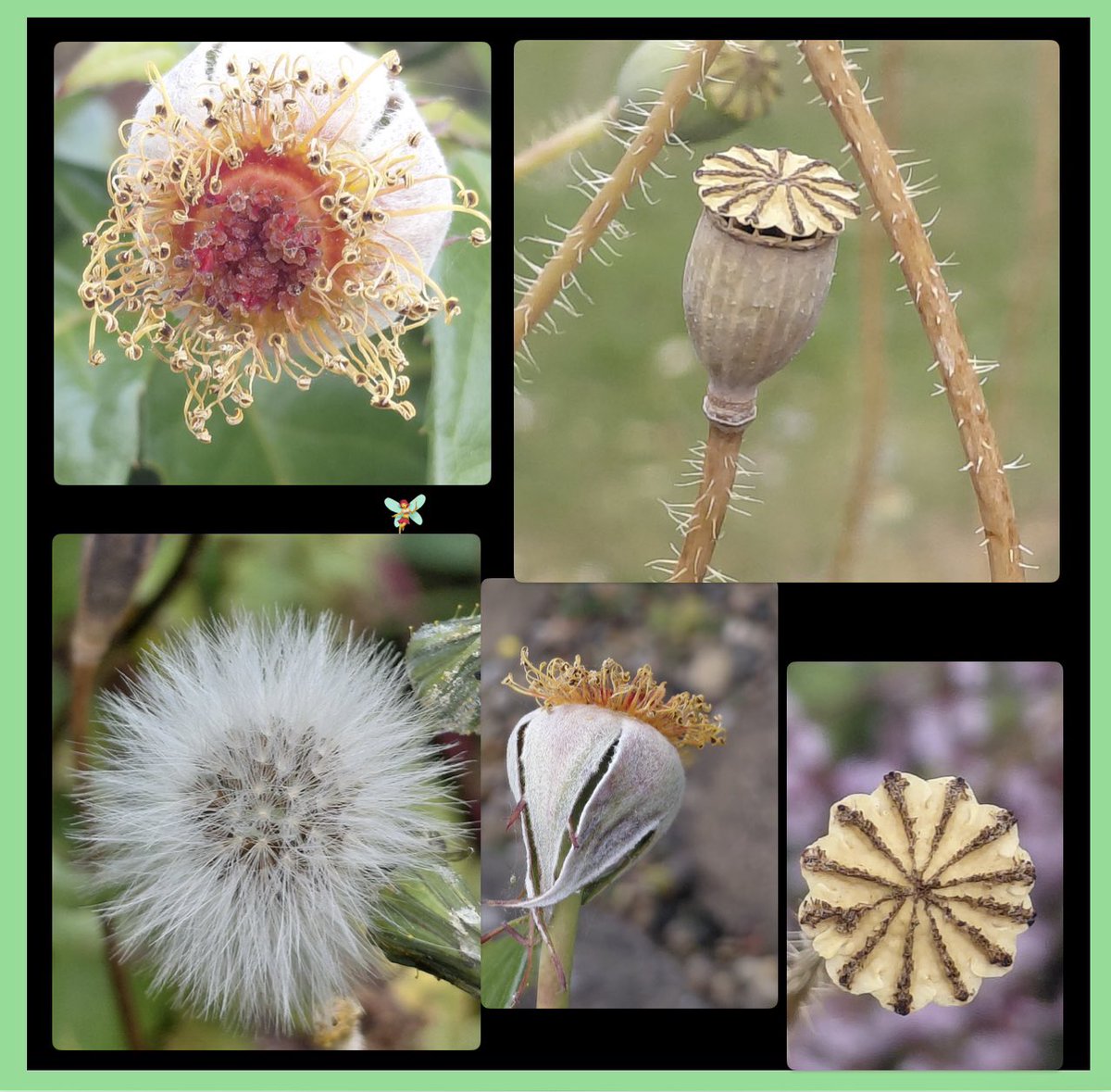 AntheaJames3's tweet photo. #GoodnightTweetHearts when you just stop and  look how wonderful nature is. I love the Poppy seed heads roses a close second  #Five0nFriday   #FridayLove https://t.co/Db5ejs2yA0