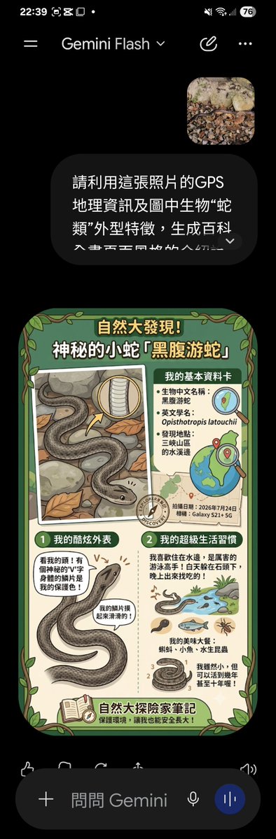 ccitdragon's tweet photo. POV：隨手拍路邊生物生成百科圖鑑

...今天帶辣媽和小小林到桃園大溪用餐，飯後去 #大溪中正公園 散步，在路人的提醒下發現路邊有一尾小蛇，匆忙拍照（沒拍到蛇頭😬）後回家想用AI查一下是什麼蛇？就順便想了生成“百科全書”風格的提示詞（如下），結果同樣提示詞 #ChatGpt 和 #Gemini 生成結果迥異？！（地點也不是 #大溪中正公園）大家比較喜歡那個版本呢😅還有應該誰生成的“蛇名”是正確的呢🤔

提升詞：
請利用這張照片的GPS地理資訊及圖中生物“蛇類”外型特徵，生成百科全書頁面風格的介紹說明海報，海報格式為9：16直式4K全彩高畫質，海報資訊包含：生物中文名稱、英文學名、發現地點、生物特性（生活習性、居住地、食物、壽命等），海報風格及文字敘述以吸引小學生口吻呈現。

#ChatGpt
#Gemini 
#大溪中正公園
#黑眉錦蛇
#黑腹遊蛇