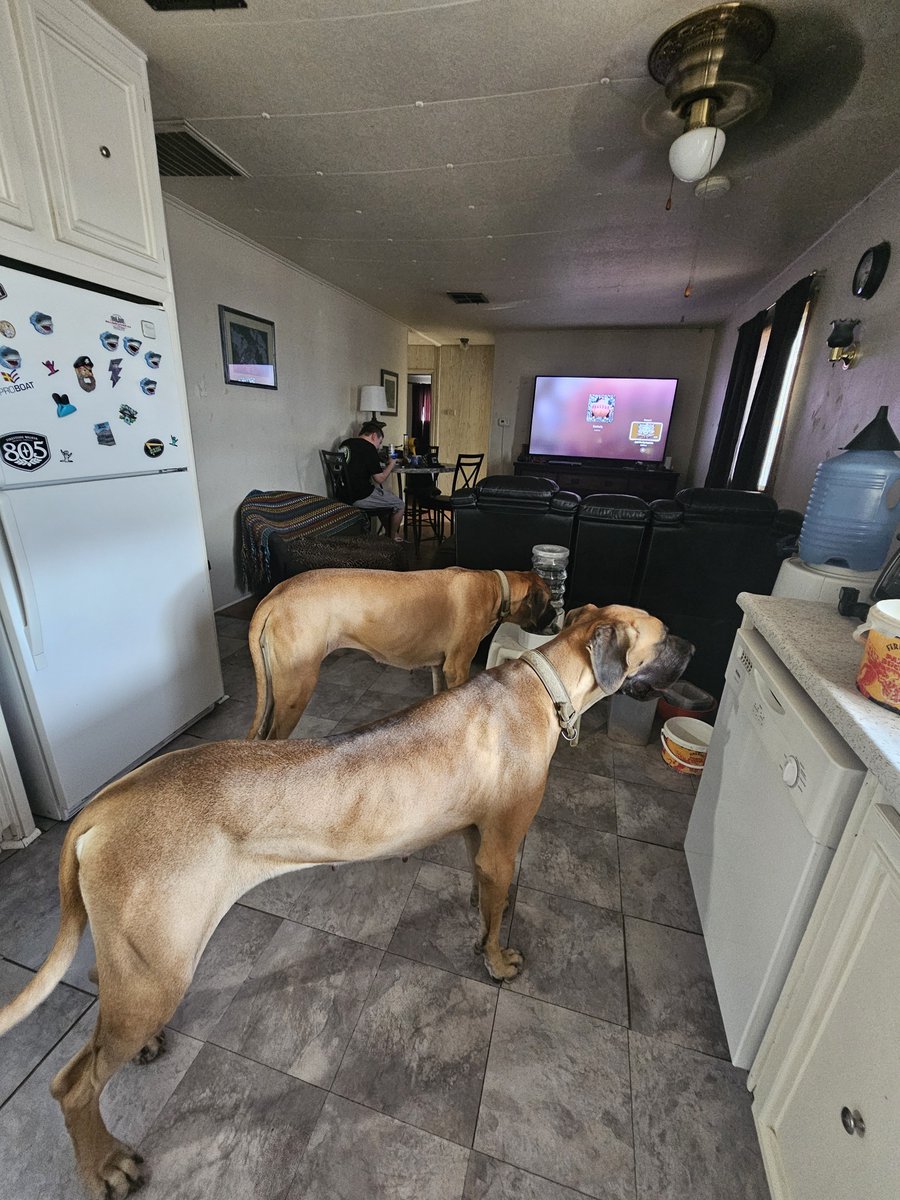 JeremyBrink10's tweet photo. My puppies Daisy and Riley https://t.co/OZ4T96P4ur