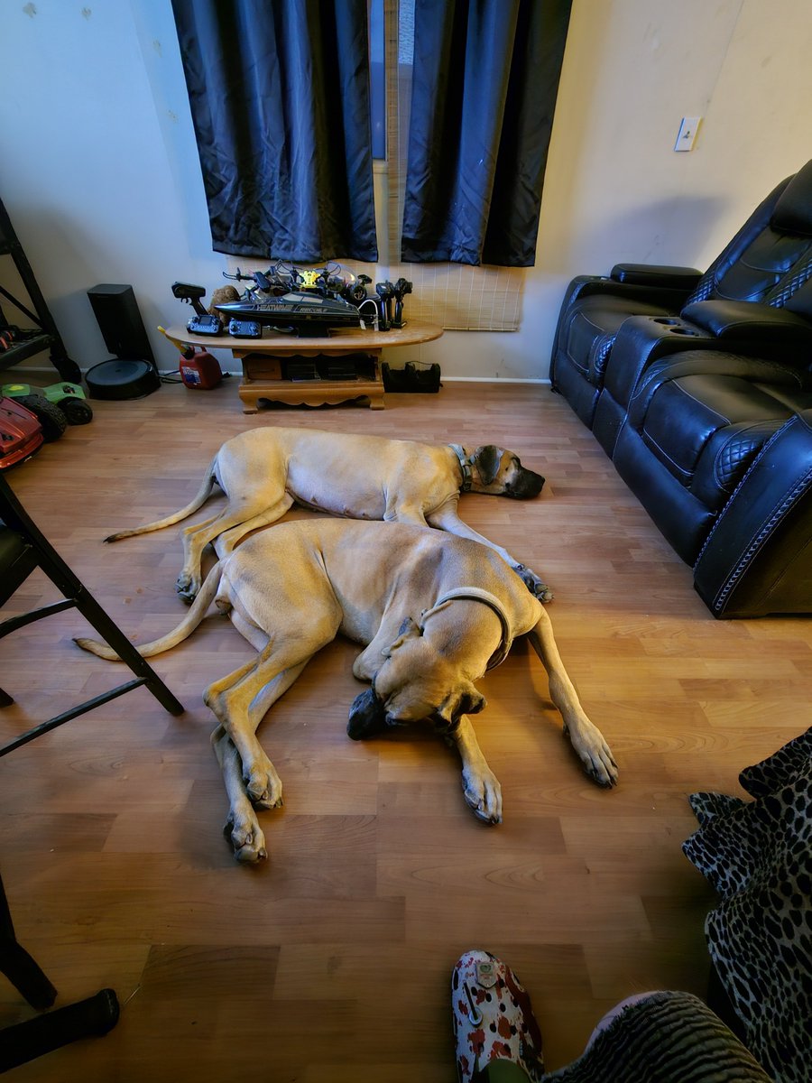 JeremyBrink10's tweet photo. My puppies Daisy and Riley https://t.co/OZ4T96P4ur