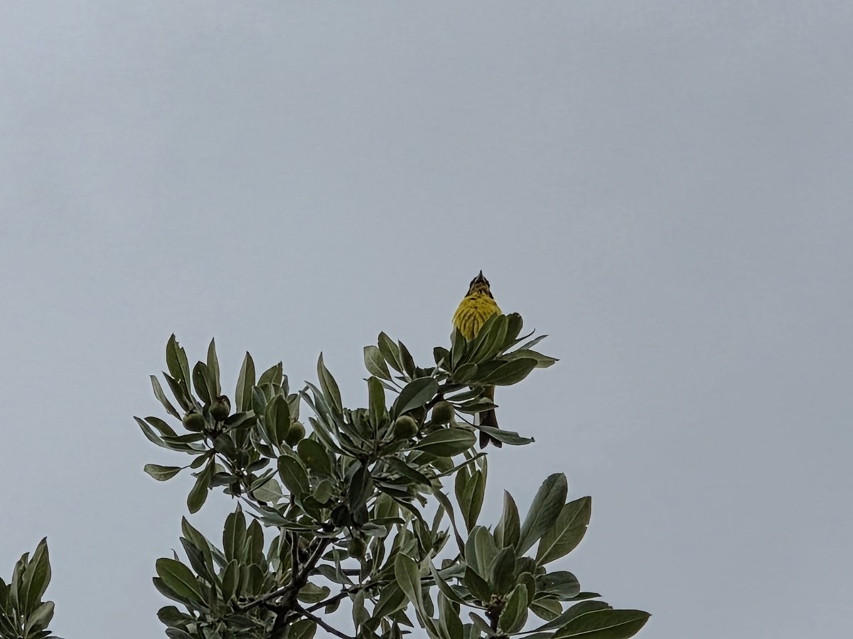 birrberceste's tweet photo. aman amaaan kimler gelmiş benim ağacımaaa 🫠💛 https://t.co/9MHK5XAlL5