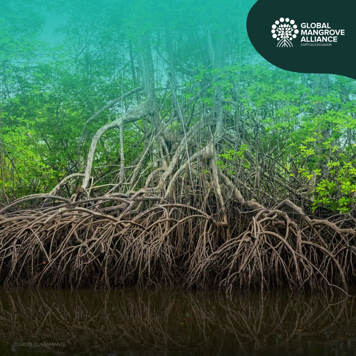 cnaecuador's tweet photo. Cuando llegan las lluvias intensas, tormentas o eventos como #ElNiño, ¡el manglar entra a la cancha para proteger comunidades y medios de vida!

🌱Conservarlos es fortalecer una de las mejores defensas naturales frente al #cambioclimático.

#ElManglarEsNuestroCampeón #GMAEcuador https://t.co/BTH1dp7Guf