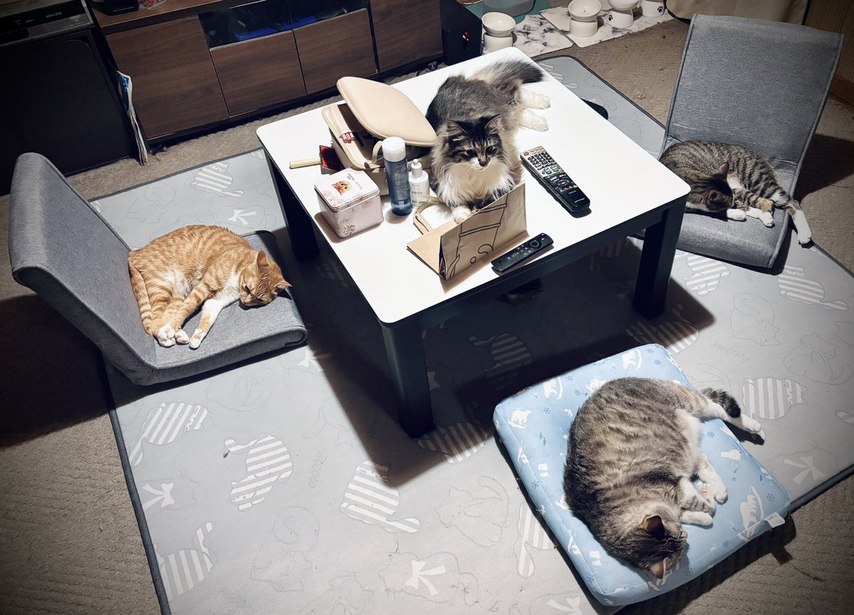 raden108s's tweet photo. 人間の席、無かった😺 https://t.co/RxUJ2SvTbZ
