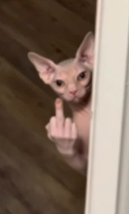 dwebs262's tweet photo. THIS IS GIGA
Gemini the Sphynx is going GIGA viral on Instagram
it is also so memeable as shown in pictures.
Gemini is also going so viral they have there own merch!
https://t.co/ecXNsc5Zj1 https://t.co/abIo3nkcQt