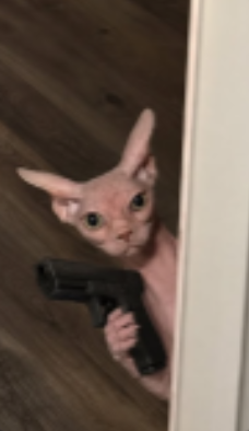 dwebs262's tweet photo. THIS IS GIGA
Gemini the Sphynx is going GIGA viral on Instagram
it is also so memeable as shown in pictures.
Gemini is also going so viral they have there own merch!
https://t.co/ecXNsc5Zj1 https://t.co/abIo3nkcQt