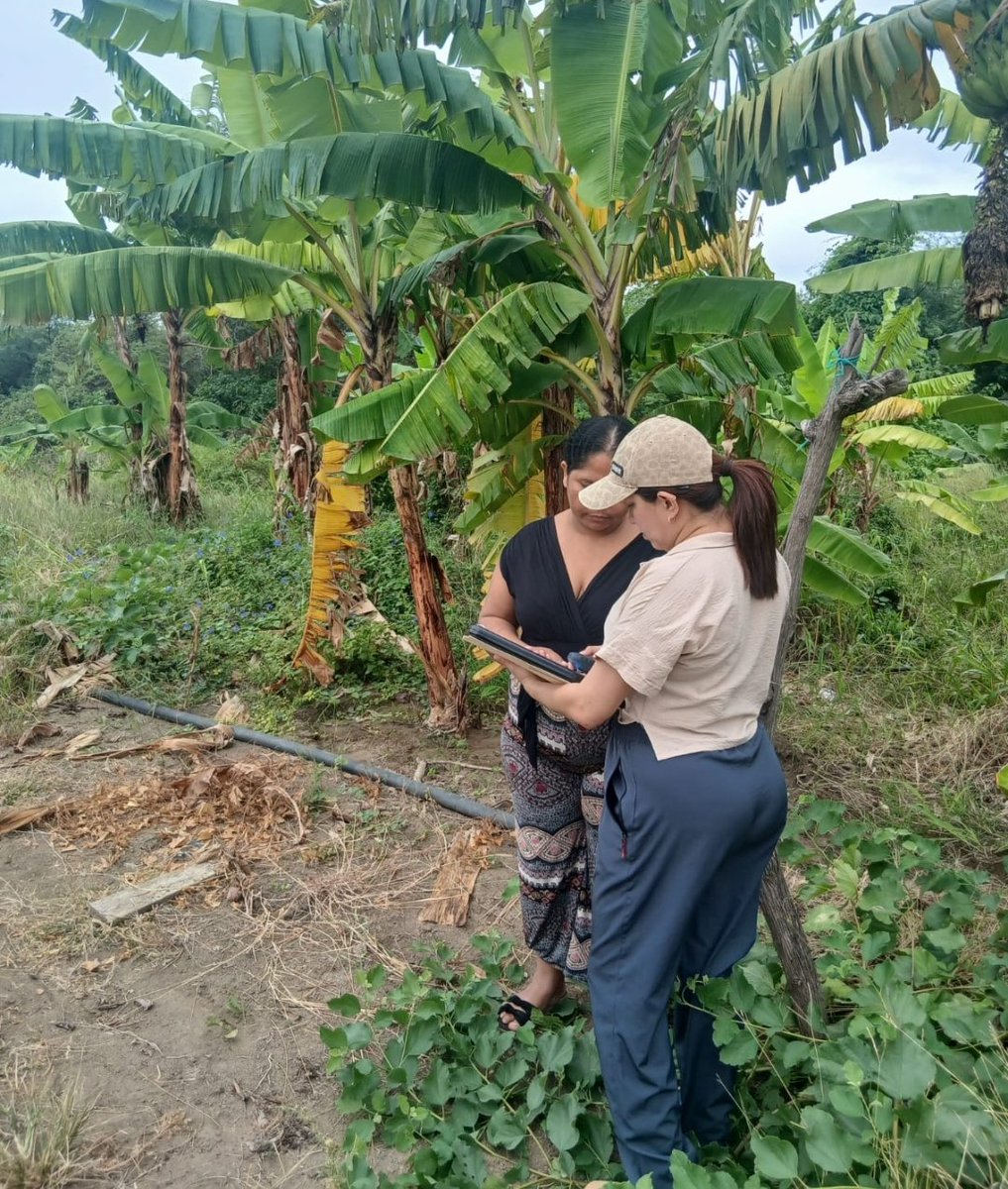 Agricultura_CZ4's tweet photo. #Manabí | Realizamos inspecciónes de campo en las zonas rurales de los cantones #Chone, #Rocafuerte y #Montecristi, con el objetivo de corroborar las coordenadas de predios, este es uno de los procesos previos a la adjudicación de escrituras.🇪🇨🇪🇨
#GobiernoDelEcuador https://t.co/z0E9PDHd4U