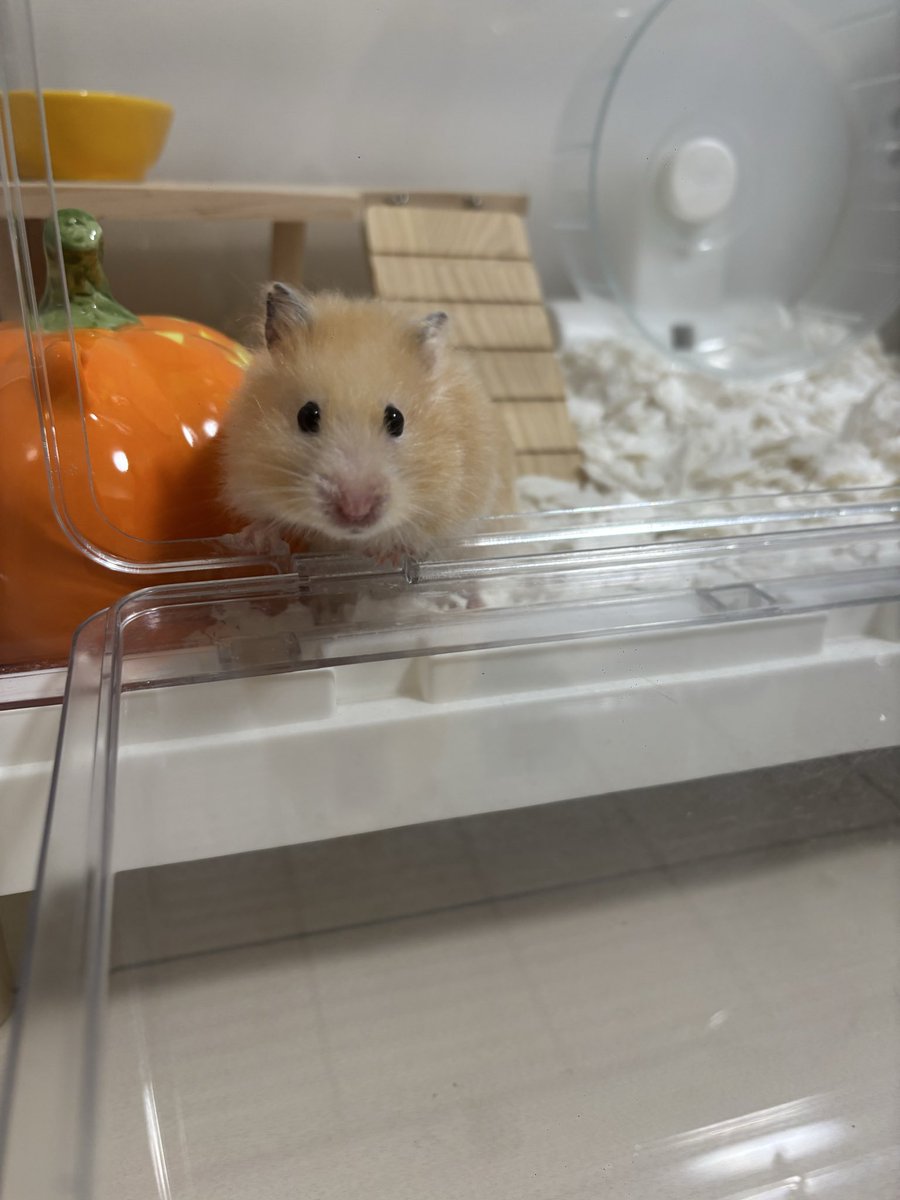 hamupotofu's tweet photo. きゅるきゅるおめめで「お散歩ですね？出ますね？」って言ってる https://t.co/8dqbk749mb