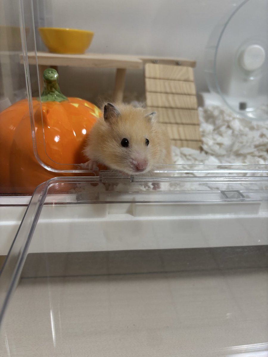 hamupotofu's tweet photo. きゅるきゅるおめめで「お散歩ですね？出ますね？」って言ってる https://t.co/8dqbk749mb