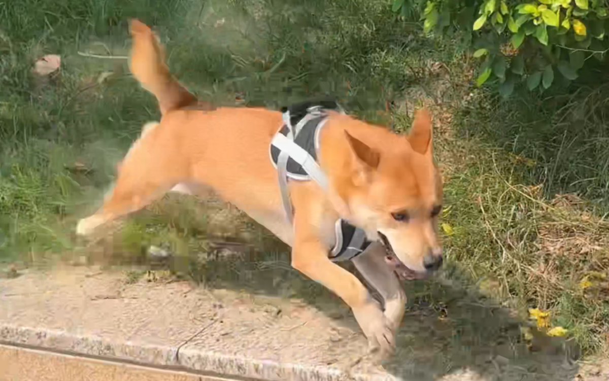 AiHelgaas's tweet photo. My tiny rescue pup is 6 months old today—from wobbly steps to zoomies around the yard, every tiny growth milestone feels like a win. https://t.co/JqsL3XJqUm