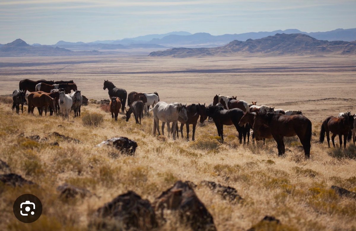 gregstevens64's tweet photo. @WhiteHouse Yet another reason to be like Teddy Roosevelt!

Designate Wild Horse &amp; Burro National Monuments in every western state.

Repeal the Rigged Tax Code.

@POTUS https://t.co/mf6qrCKuus