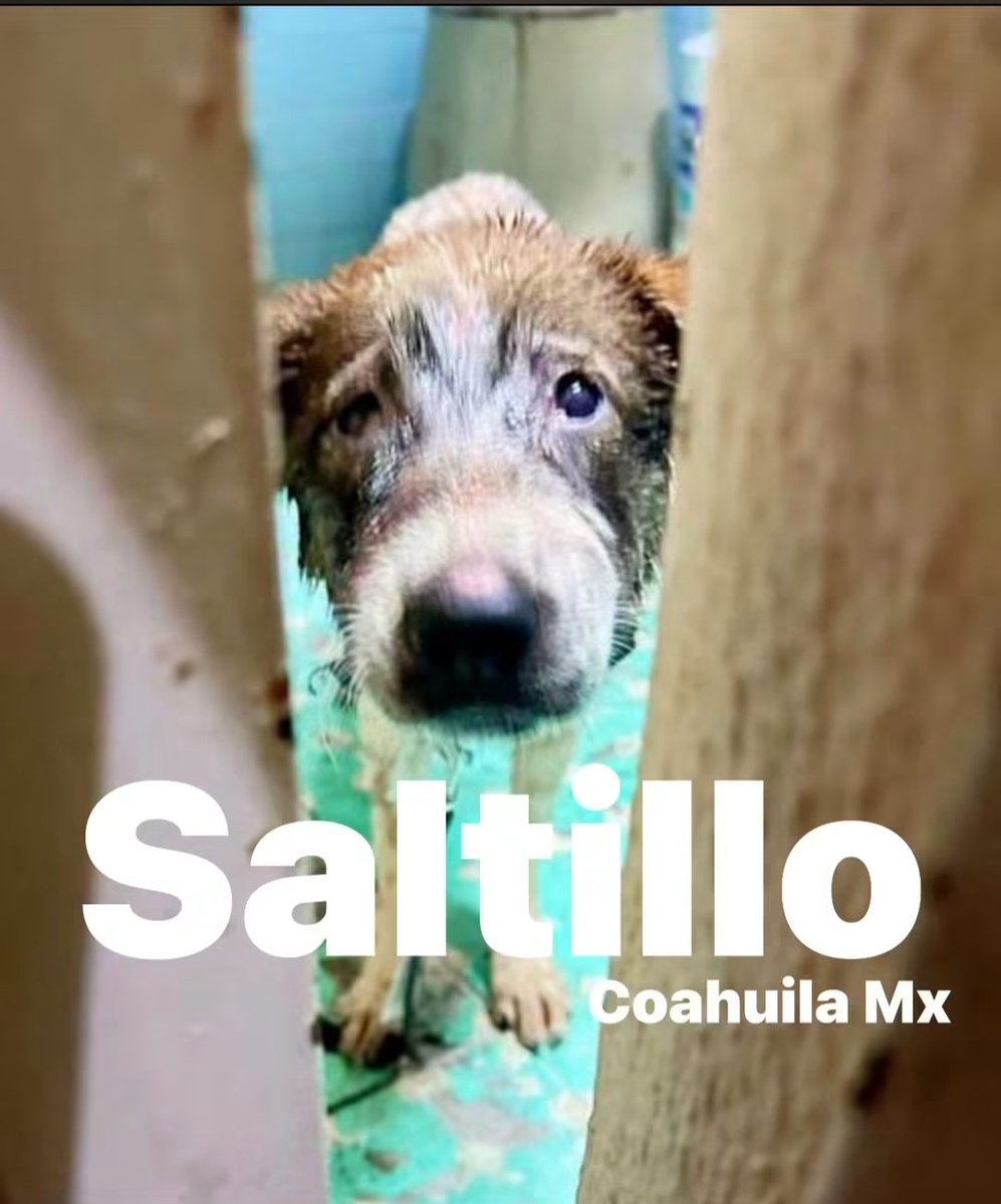 LicAnimalista's tweet photo. Otra vez Saltillo, Coahuila y otra vez las influencias políticas. Atención @FGECoahuila  #NoticiaCriminal #JusticiaParaGordita https://t.co/FGsFtuu4Fo