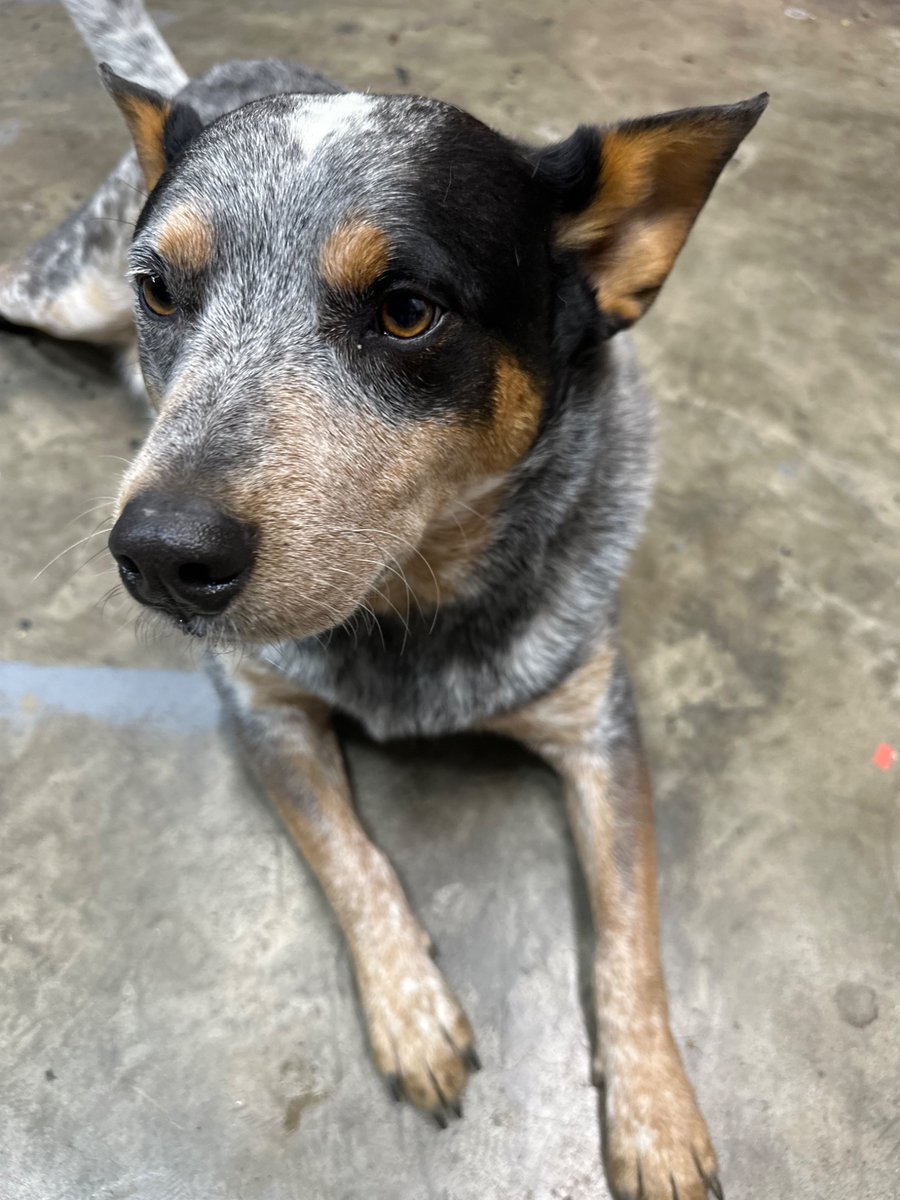 taitt_m's tweet photo. @Joycephene @1Nicdar Beautiful dogs! My heeler has the markings. https://t.co/OVSyFoUeHt