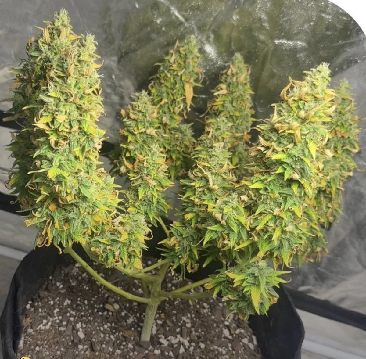 kushmatt tweet media