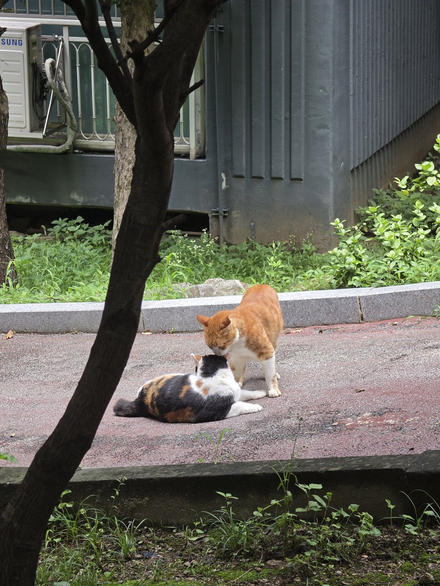 monbathow's tweet photo. 오늘본 냥이들 너무 편안해보이고 말랑해보였어요🐱 https://t.co/ToY3ALcoJC