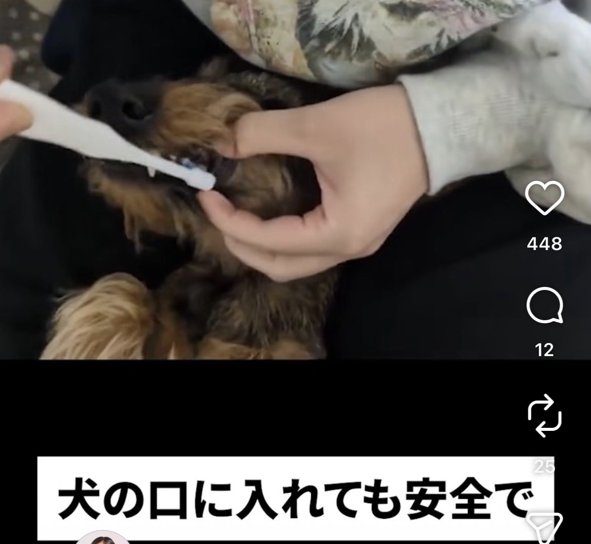 mazikayodoterra's tweet photo. ねぇ
大丈夫なの？？
本当に！？！？

イッヌ様のお口にアロマ使って平気なの！？
教えてイッヌ様ー！！！！

#アロマ　#マルチ　＃ドテラ　＃犬 https://t.co/kwJYL3yDXN