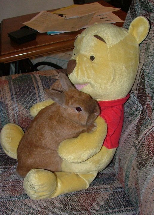 animalpopular9's tweet photo. Bunny loved with teddy https://t.co/LhVY1crUSK