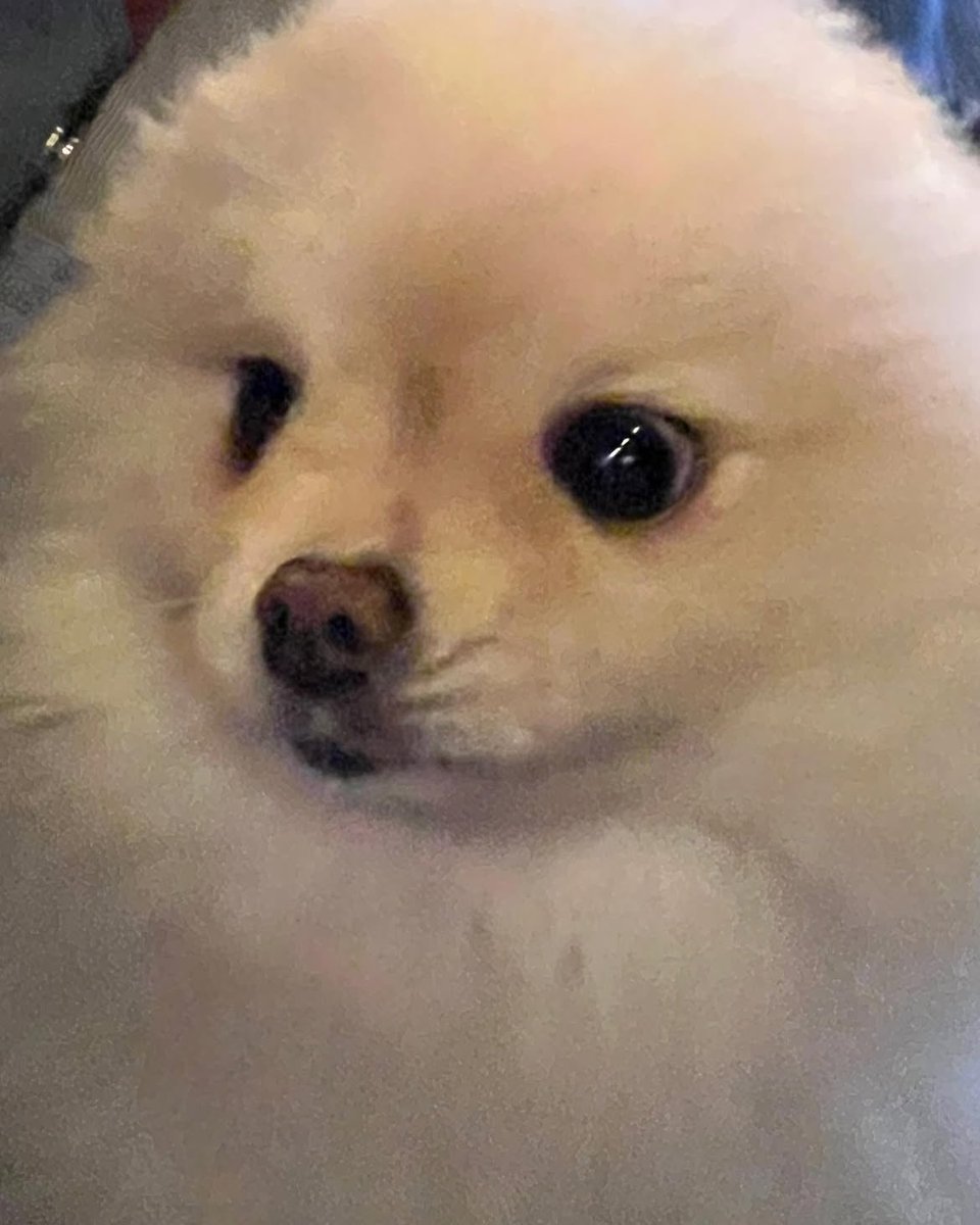 aestasol's tweet photo. what a fluffy cotton ball… i can’t hold back my cuteness aggression at all. https://t.co/WqZ85TaL6G