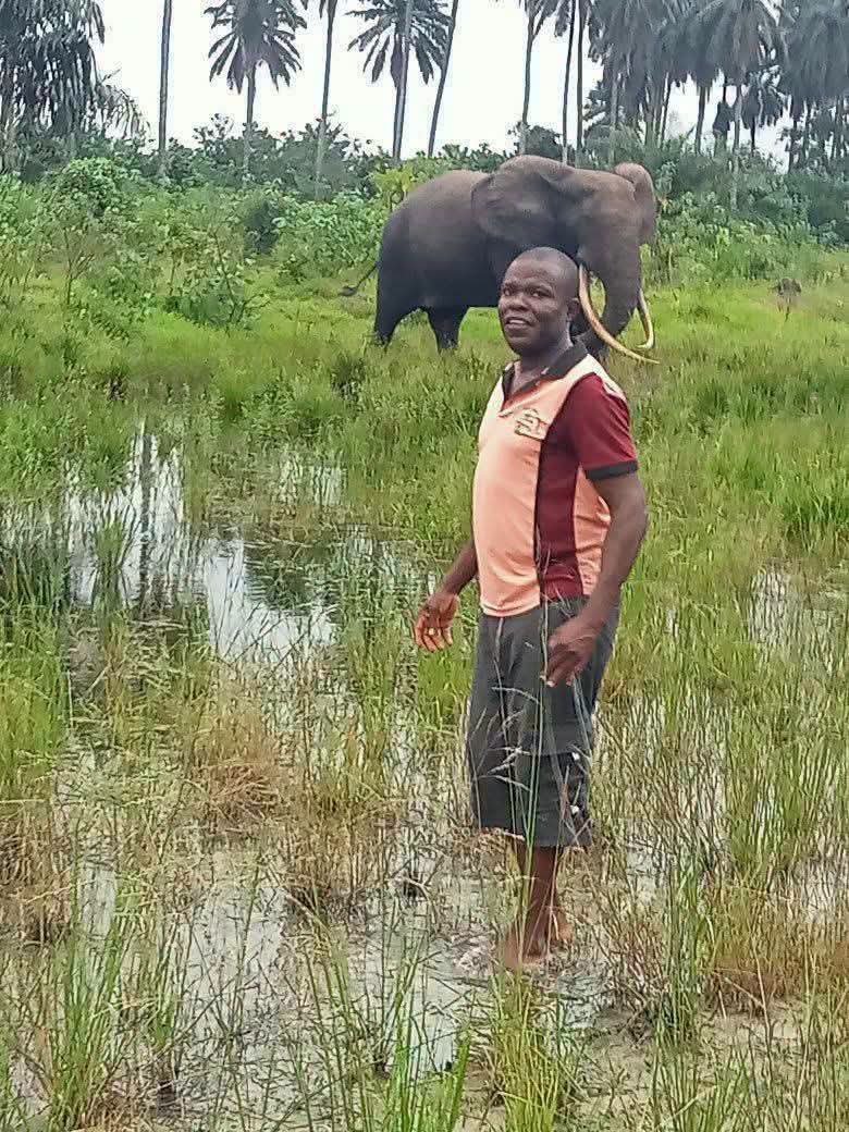 Shaibu_AO's tweet photo. Everyday, we wake up to the news of elephants in Andoni LGA of Rivers state.

The government of Rivers state has not thought it wise to develop a plan for an animal conservation park in Andoni.

In Rwanda, it costs $1500 (above N2m) per tourist to visit the Silver Back Gorrilas Reserve known as The Valcanoes National Park and the reserve contributes more than $200m revenue, amounting to about 9.8% of their GDP per year.

Rivers state has abundance of waterways and rare animals but the govt is only interested in oil.

Bounded by oceans and creeks but not one functional beach. Not even one.

My creative mind cries everyday I take a drive through this town. 😢

Source : Comrade Phils