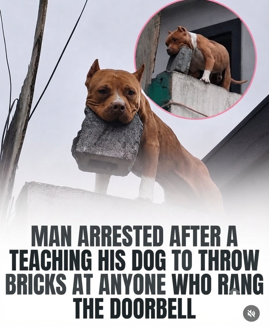 don_kee_meme's tweet photo. #DogRescue #Dog #Don_kee https://t.co/ThvFpCsBL2