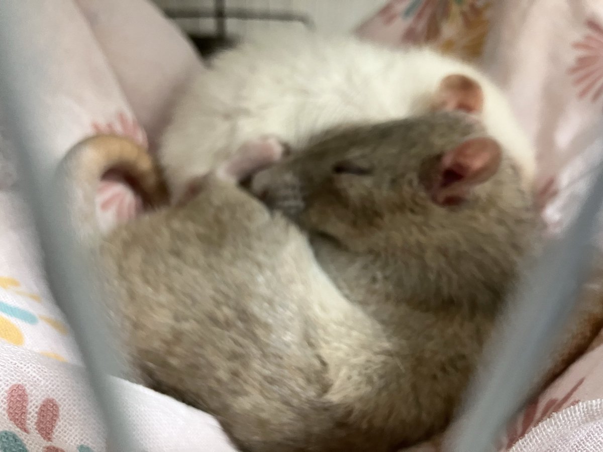 ranrunRat's tweet photo. やわやわ　くるりくら&amp;寺墨
#ファンシーラット　触れ合い　#横浜中華街
明日25日(土)13:00
26(日)13:00、14:00
8月1(土)12:00
お席あります

現在、8月8、12、13日はお休み予定、その他平日も仮予約にて承ります🙏

8月14〜16日までは特別料金1時間2500円です🙇‍♀️
#動物カフェ https://t.co/UK56U1z3RL