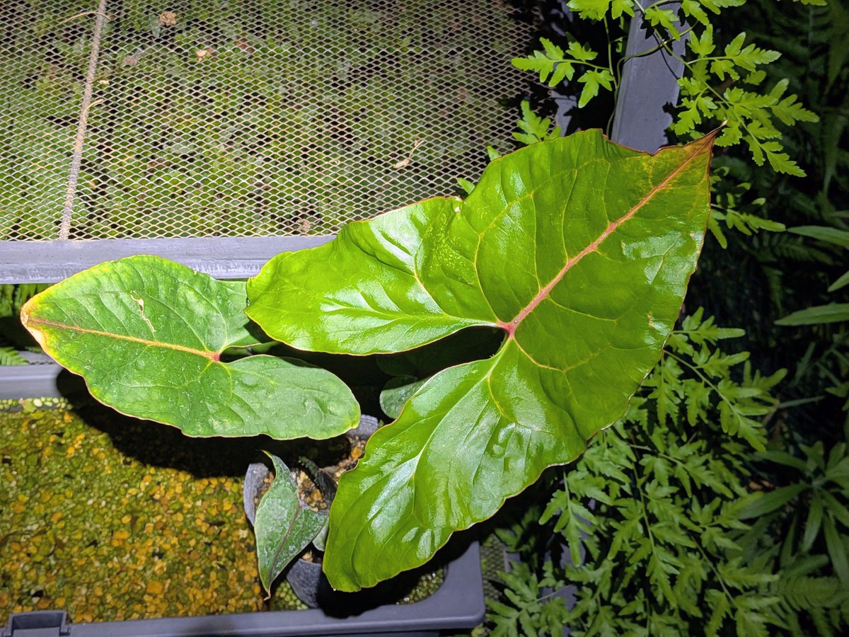 tdrg65's tweet photo. キルトスペルマ ジョンストニー  (Cyrtosperma johnstonii)

先日入手したかっこいいサトイモ科。
新芽が出てきたということは管理方法は大丈夫だということか。
かなり大きくなるらしい。 https://t.co/lwPhd7AqKj