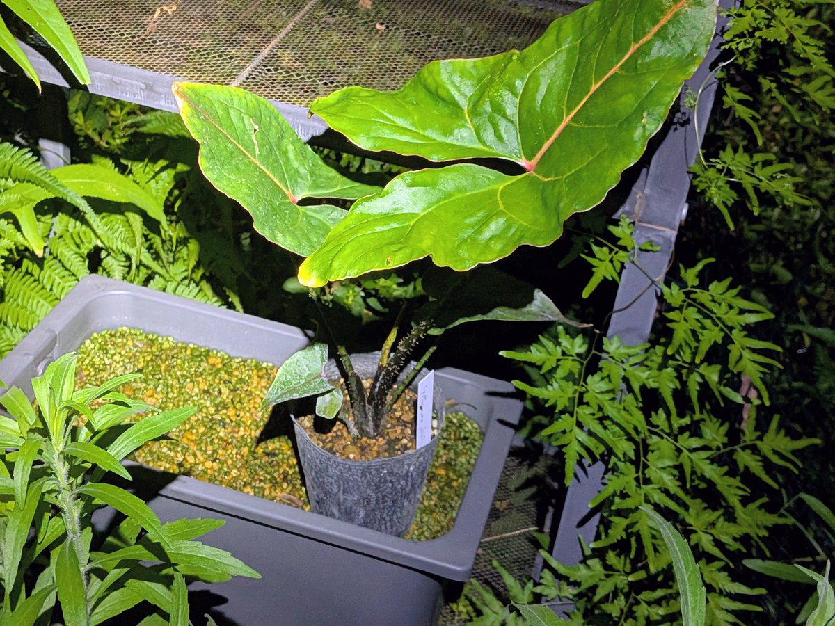 tdrg65's tweet photo. キルトスペルマ ジョンストニー  (Cyrtosperma johnstonii)

先日入手したかっこいいサトイモ科。
新芽が出てきたということは管理方法は大丈夫だということか。
かなり大きくなるらしい。 https://t.co/lwPhd7AqKj