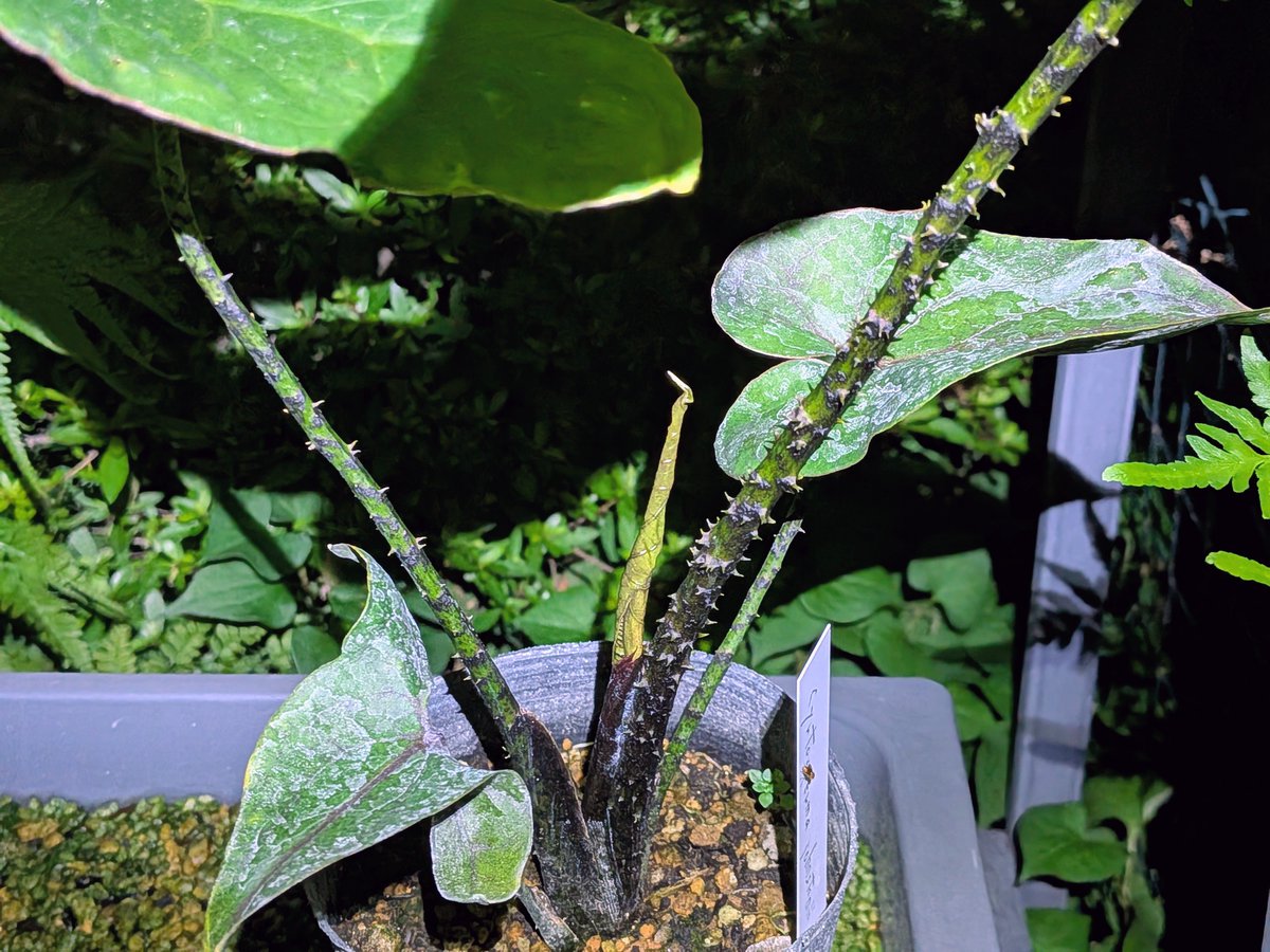 tdrg65's tweet photo. キルトスペルマ ジョンストニー  (Cyrtosperma johnstonii)

先日入手したかっこいいサトイモ科。
新芽が出てきたということは管理方法は大丈夫だということか。
かなり大きくなるらしい。 https://t.co/lwPhd7AqKj