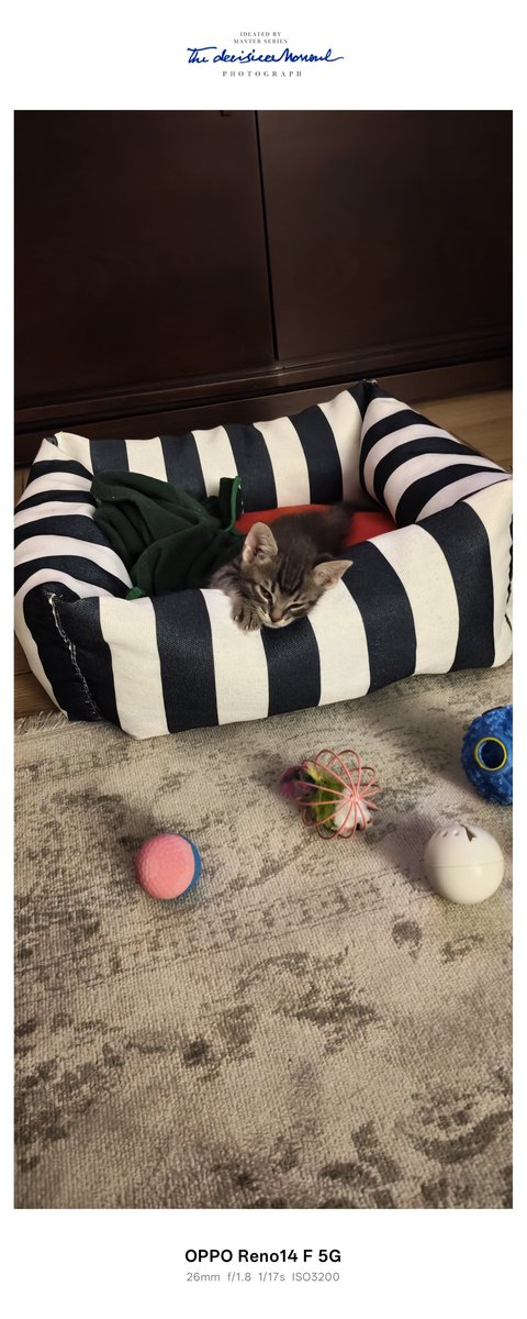 ayten2758's tweet photo. Şöyle tatlı bir minik misafirim var.Bir hafta birlikteyiz.
♥️🐱 https://t.co/L8b2Q7ZM18