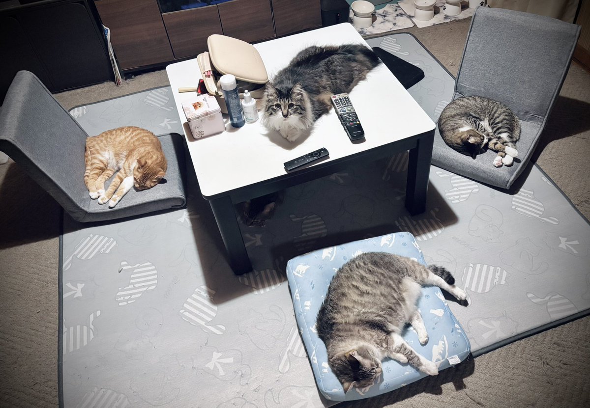 raden108s's tweet photo. おるね。テーブルの下にも https://t.co/e0YzViyfrd