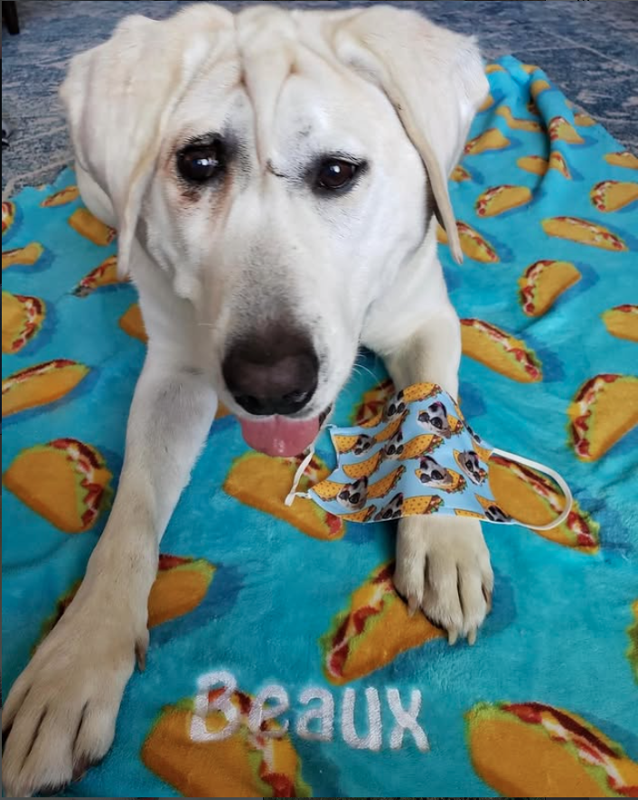 Beaux the dog tweet media