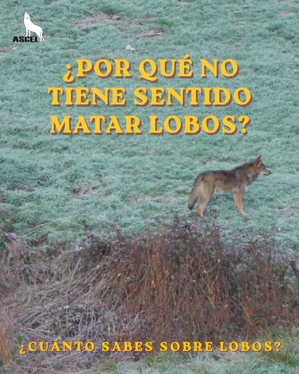 ascel_lobo's tweet photo. ¿Cuánto sabes sobre lobos 🐺?

Matar lobos no tiene sentido: si se desestructura el grupo, a menudo provoca que aumenten los ataques a animales domésticos.

Gestionar un gran depredador matándolo es ignorar la complejidad biológica y ecológica de la especie 
👇🏼🧵 https://t.co/IxVMirkkud