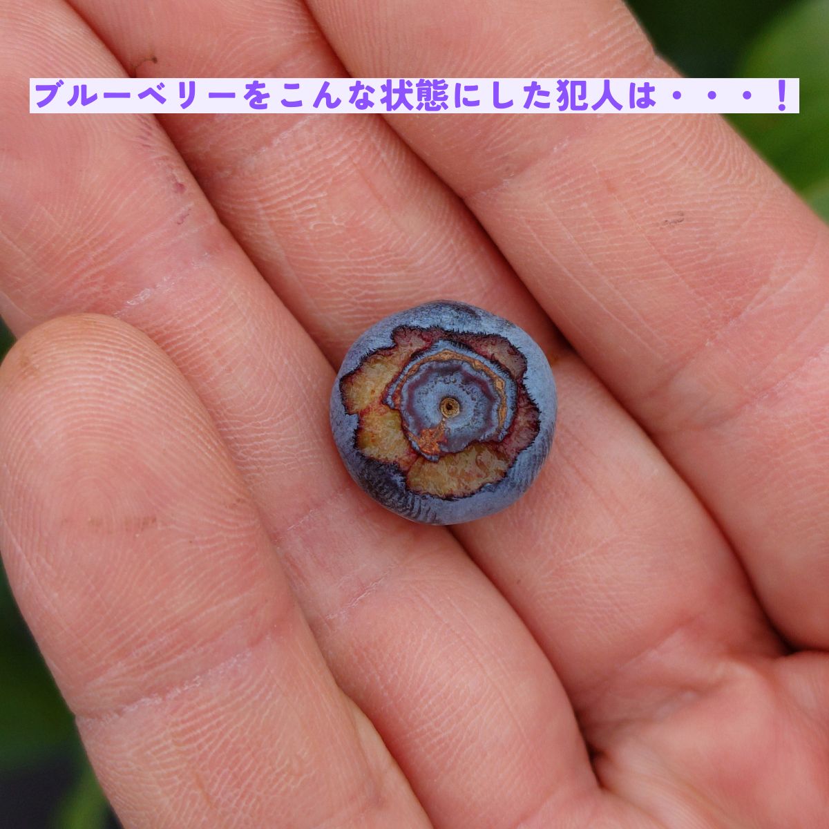 ブルーベリーガーデンひたちおおた tweet media