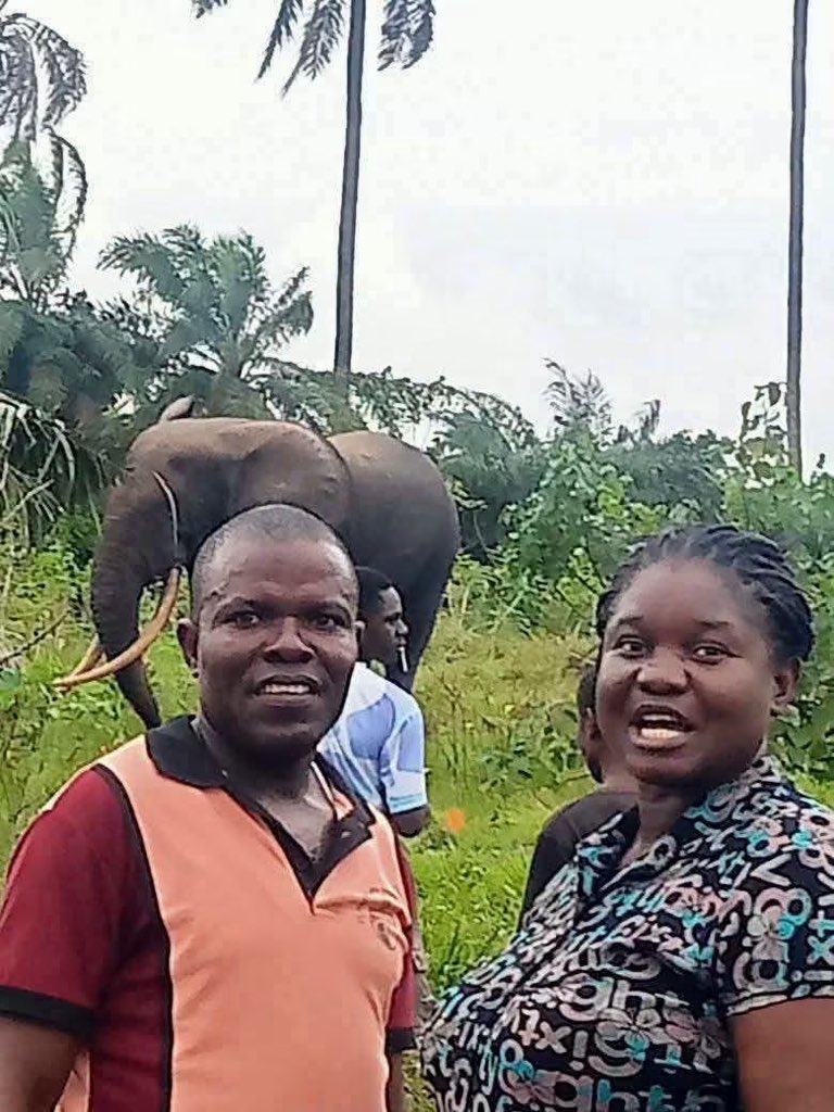 Chude_ND1's tweet photo. Every year we hear about elephants in Andoni LGA of Rivers State, yet the Rivers State government has done nothing to create a conservation park or protect the forests and the wildlife’s round the area. 

Rwanda earns over $200m a year (nearly 10% of GDP) from gorilla tourism at $1,500 a visit. Rivers has waterways, rare animals, oceans and creeks, but zero functional beaches and zero interest beyond oil.

Why has the government refused to preserve and protect these forests and elephants?