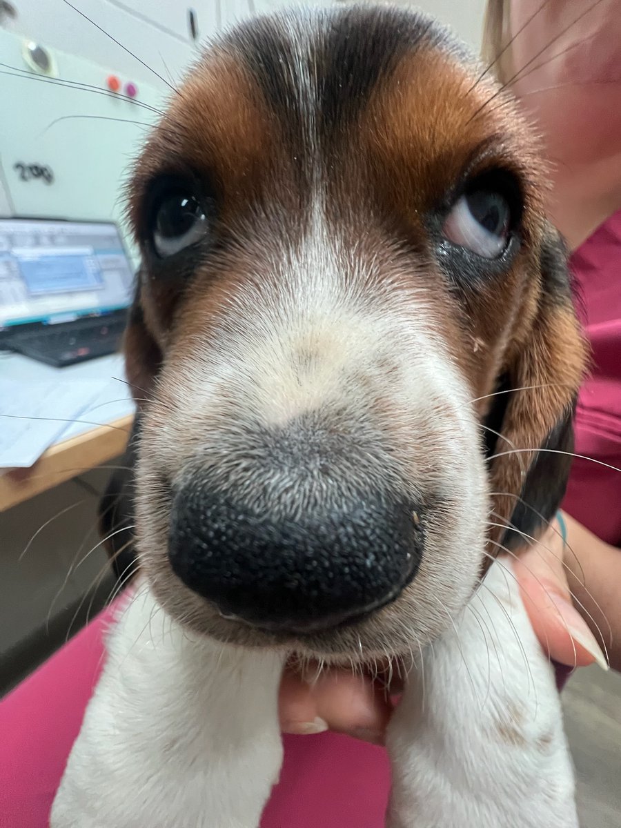 _ACOxford's tweet photo. Fredrick’s sad face hides his excitement for puppy vaccines! 🐶 Did you know Bassett Hounds were bred for hunting with their long ears &amp; loose skin? Is your pup up to date? Schedule today! #PuppyHealth https://t.co/6CnfcyAfVv