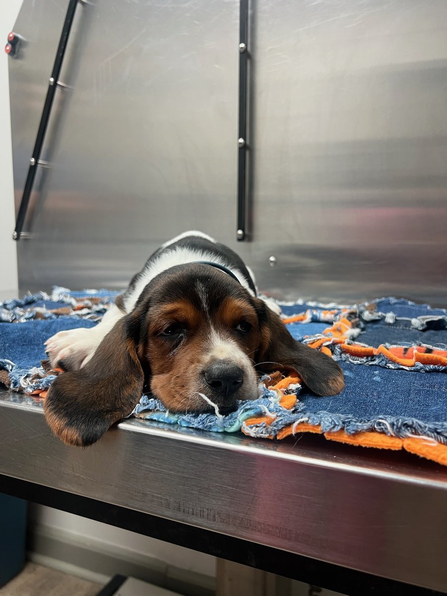_ACOxford's tweet photo. Fredrick’s sad face hides his excitement for puppy vaccines! 🐶 Did you know Bassett Hounds were bred for hunting with their long ears &amp; loose skin? Is your pup up to date? Schedule today! #PuppyHealth https://t.co/6CnfcyAfVv