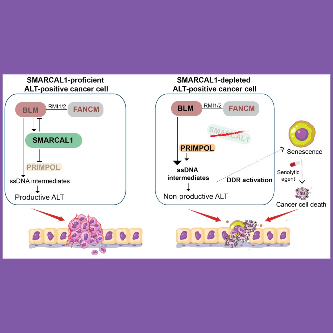 Genes & Development tweet media