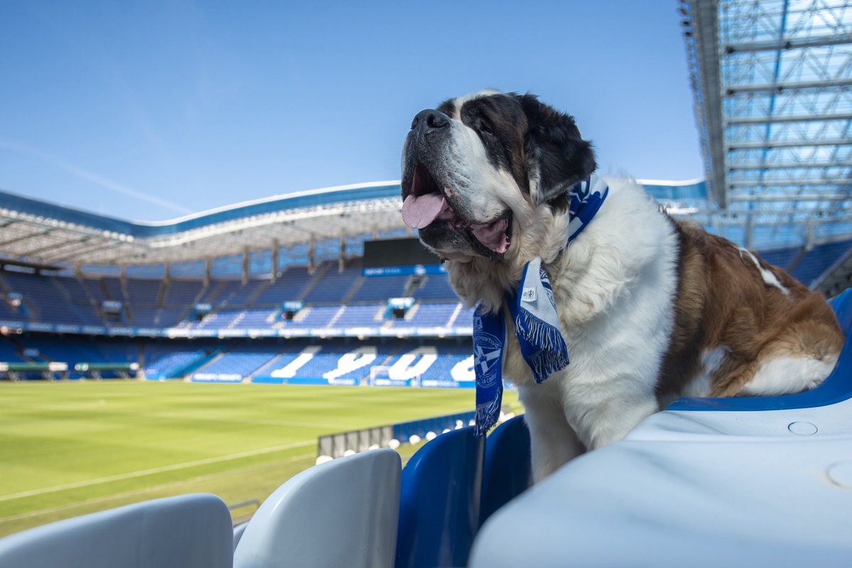 ManuSanchez04's tweet photo. El @RCDeportivo ha suprimido para esta temporada quizás su proyecto no deportivo más bonito
El carnet de Mascota Deportivista
A Oso le queda el recuerdo de su visita a Riazor y ser el primer perro socio del Dépor
Muchas gracias a los que lo hicisteis posible en su momento! https://t.co/r9lXPruErg